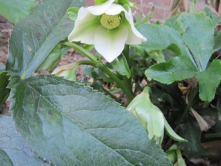 IMG_1236.jpg
