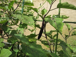 IMG_7536.jpg